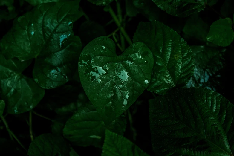 an up close view of green leaves on a bush