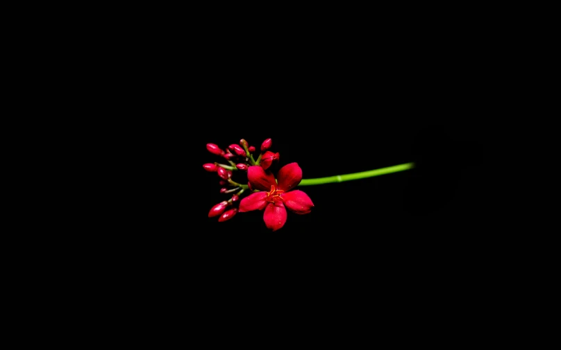 a single red flower blooming in the dark