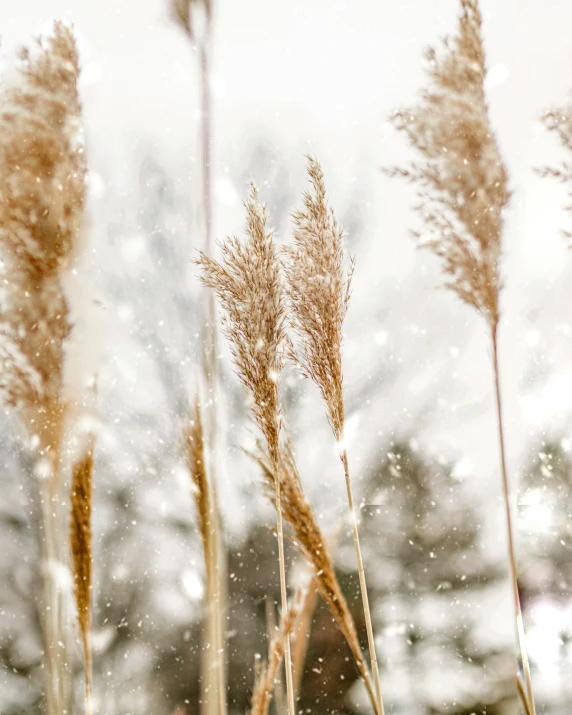 several brown flowers with snow falling down on them