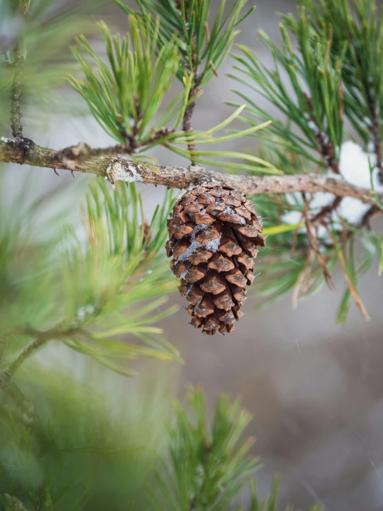 a pine cone hanging from the top of a nch