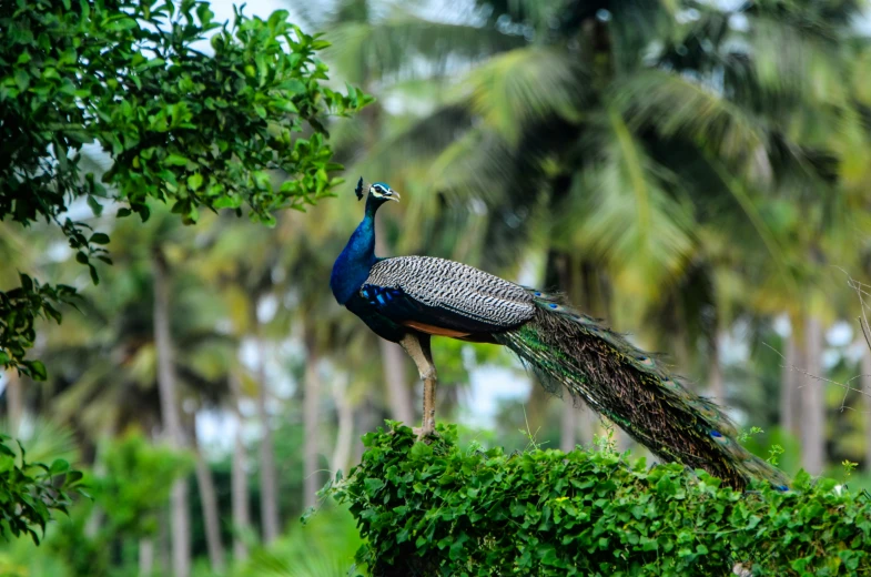 a colorful peacock sitting on top of a lush green tree