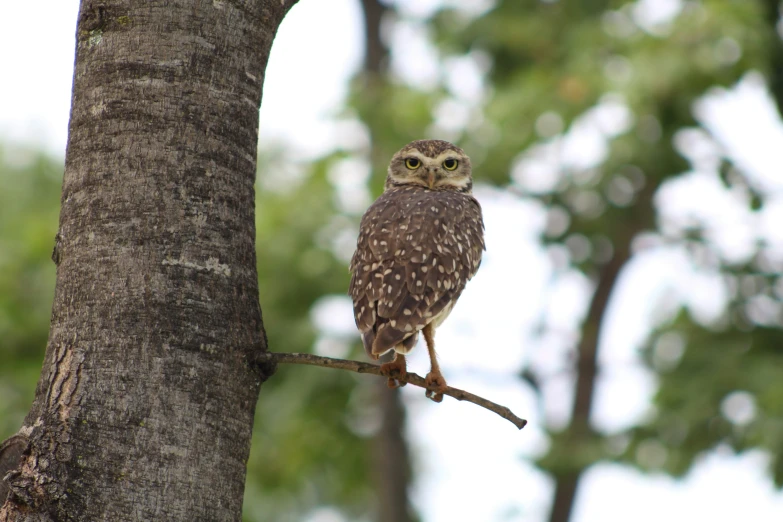 an owl is standing on the nch of a tree