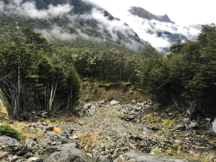 a rocky and pine forest on a cloudy day