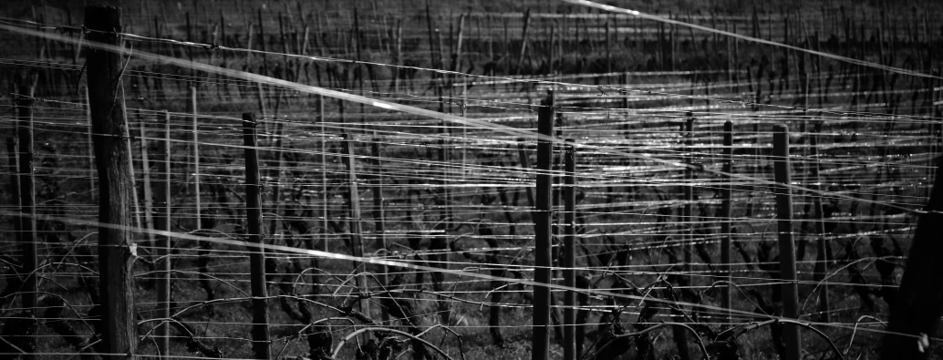 a black and white po of barbed wire