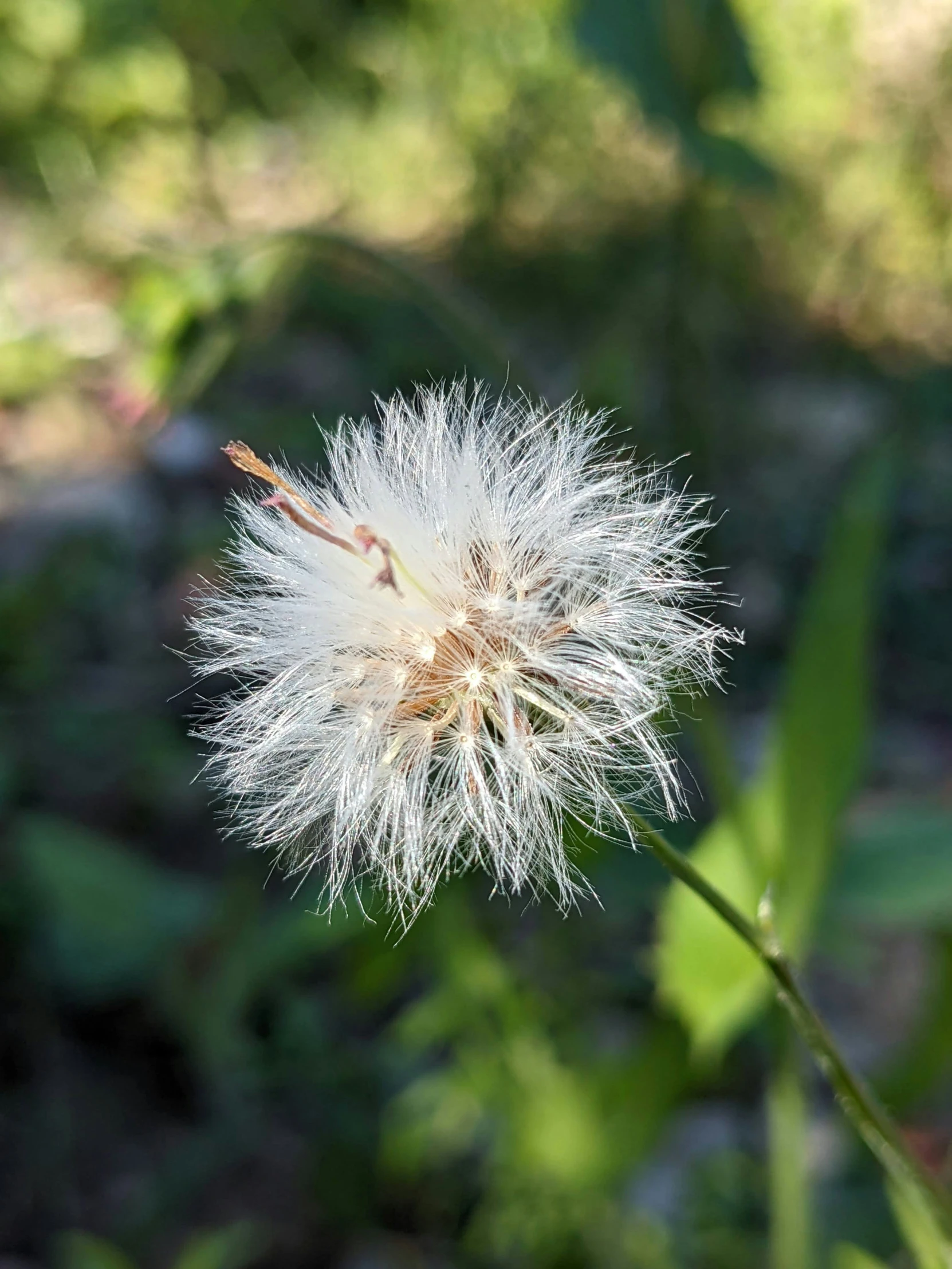 the dandelion is almost gone of the flower