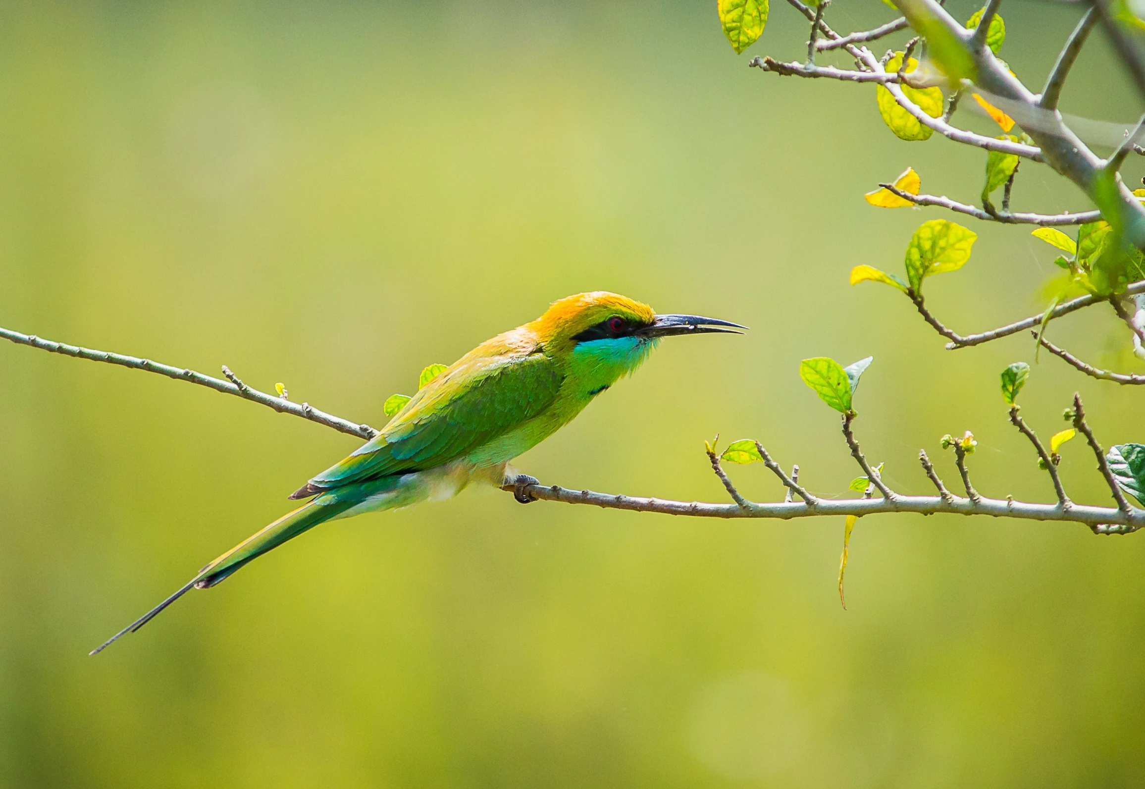 a small bird is sitting on a nch