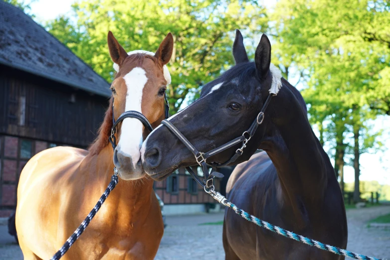 two horses are standing next to each other with rope on their heads