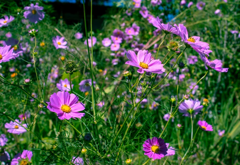 a large bunch of purple flowers that are in the grass