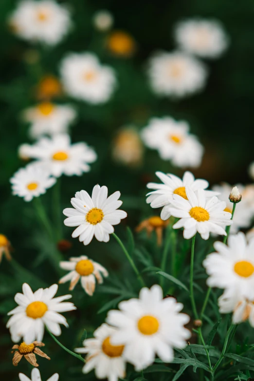 small, white daisies with yellow centers are in a field