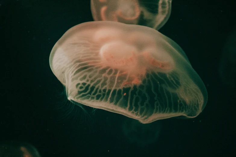 a large jellyfish in the water with other animals