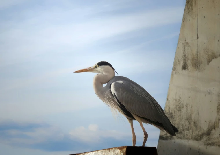 a grey and white bird is standing on a rusty railing
