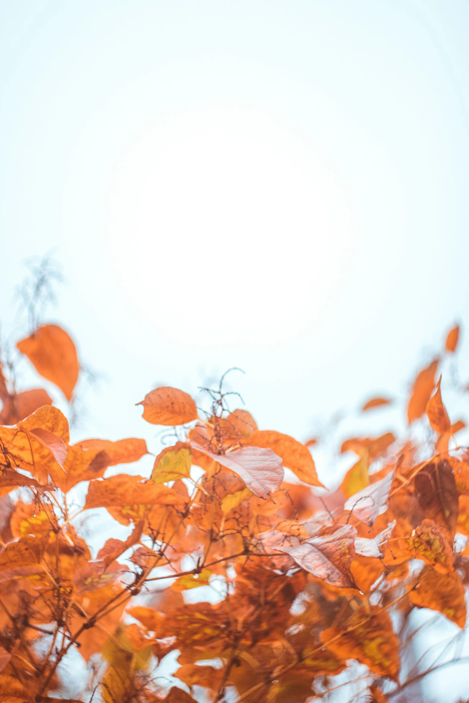 an orange leafy tree in front of the sun