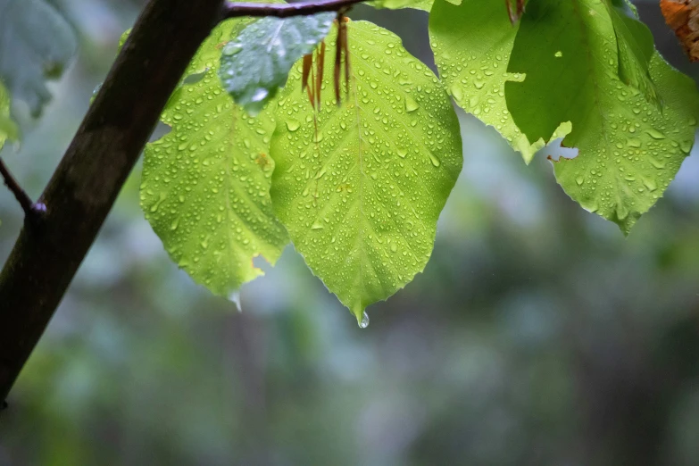 a raindrop sits on the nch of a tree