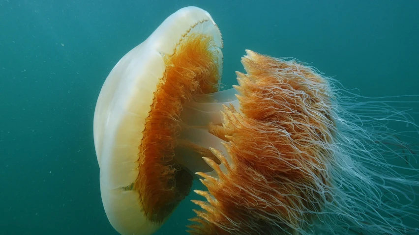 an image of a jellyfish swimming in the ocean