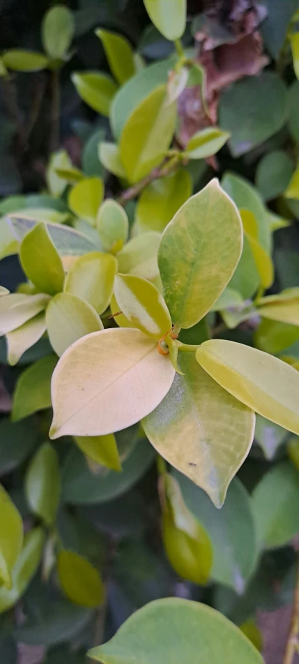 closeup of the yellow flowers of the shrub