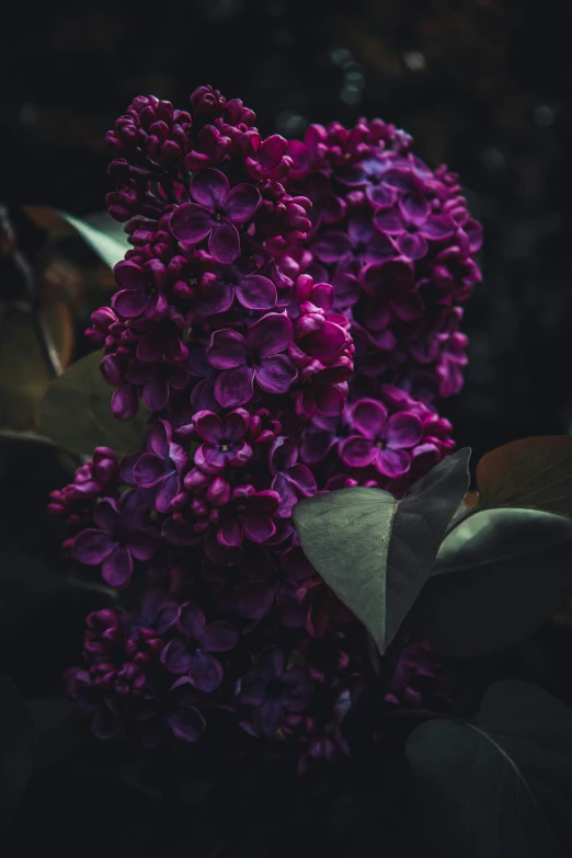 the flowers are blooming with a dark background