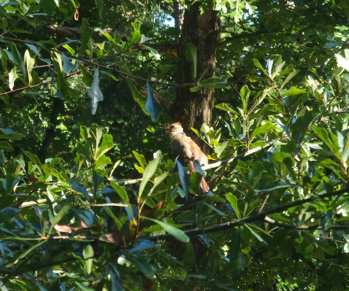 a bird is perched in a tree in the sunshine