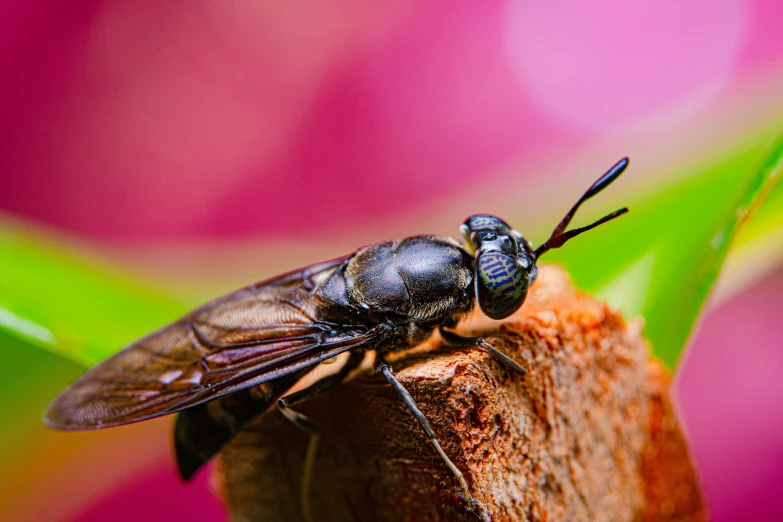 a black insect is on a piece of wood