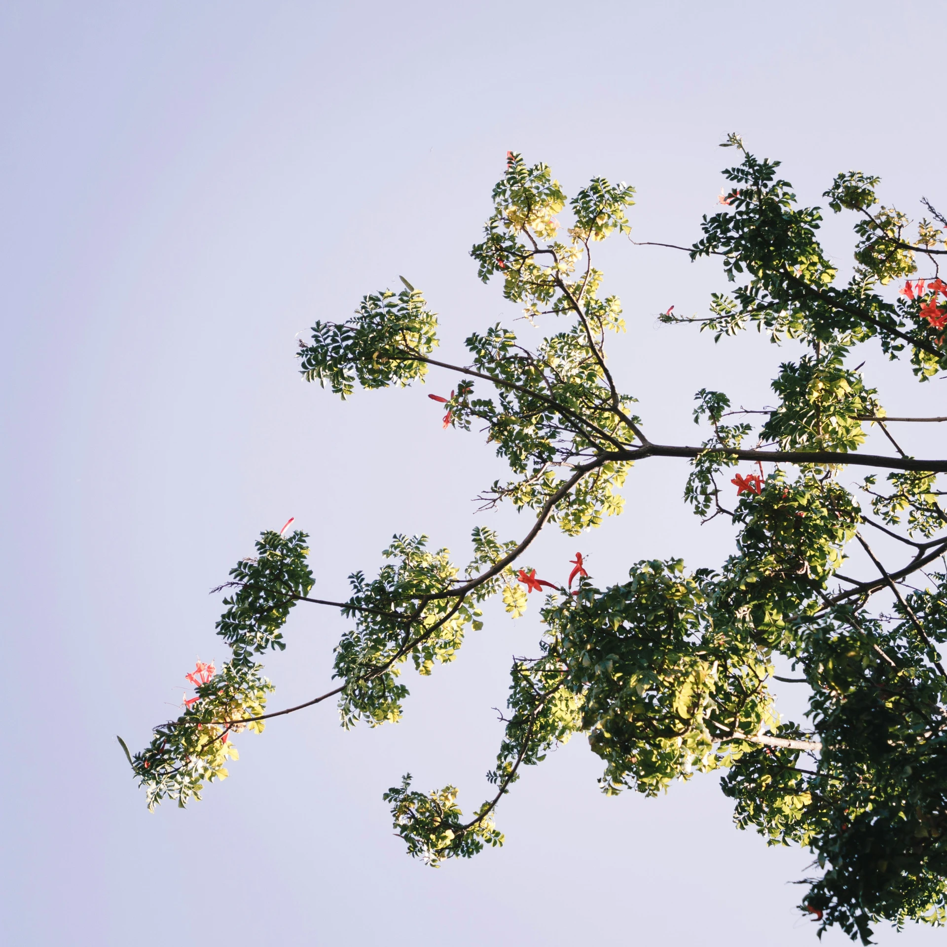 the top of a large leafy tree with red flowers