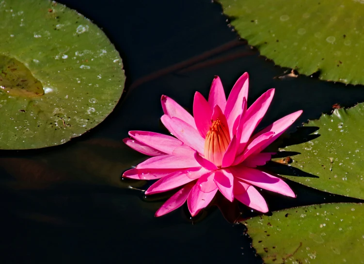 this is a pink water lily floating on top of water