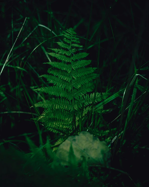 a lone fern is pographed in the night light