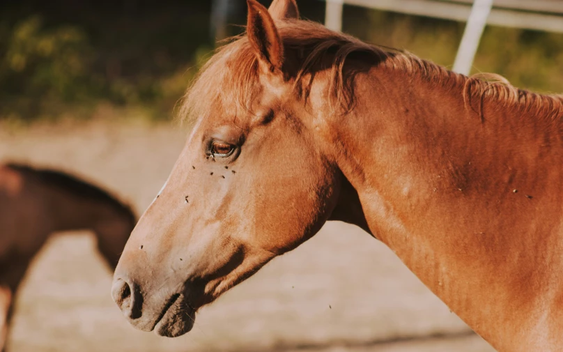 two horses that are outside and in the grass