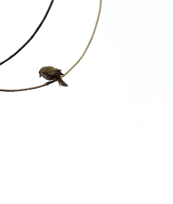 a black bird sits on a wire that is suspended