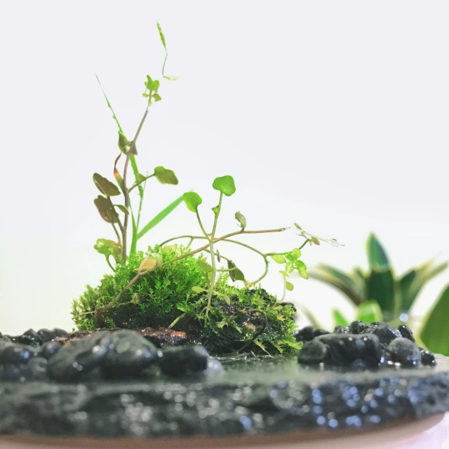 moss is growing out of some black rocks