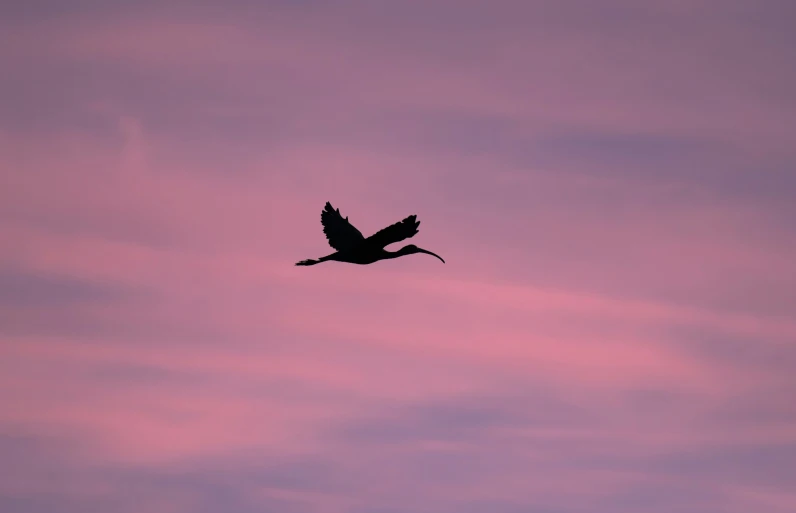 a large bird flying in the sky under a pink colored cloud