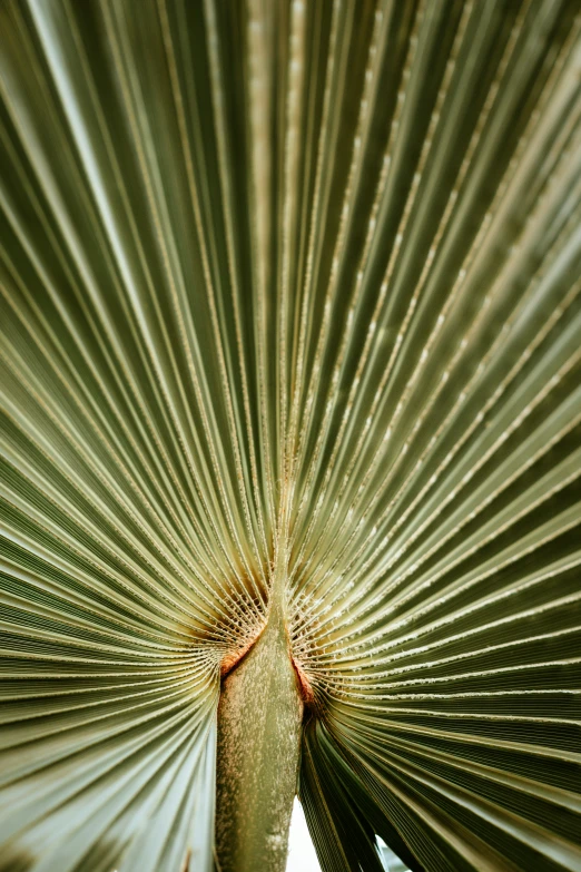 this is a closeup view of the inside of a palm leaf