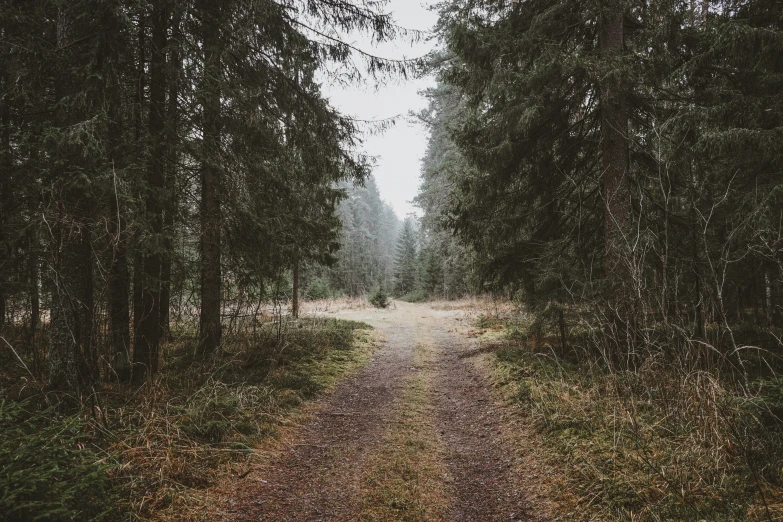 an abandoned trail through the woods in the rain