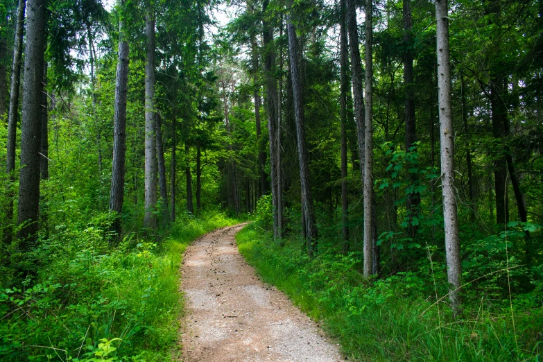 a small dirt road leads into an area with trees