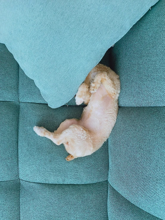 a small dog lays on a blue blanket