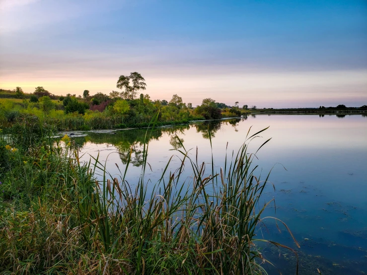 a wide open pond with reeds on both sides