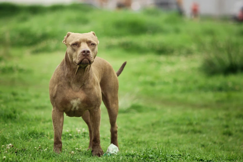 brown dog in field with soccer ball in mouth