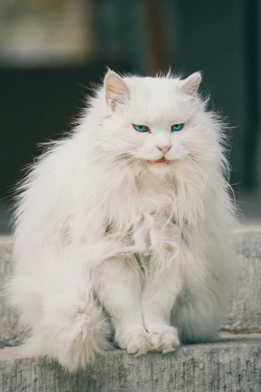 a fluffy white cat with blue eyes and white fur sitting on a step