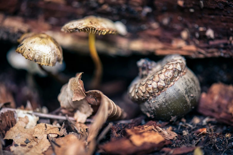 a group of small mushrooms sitting on the ground