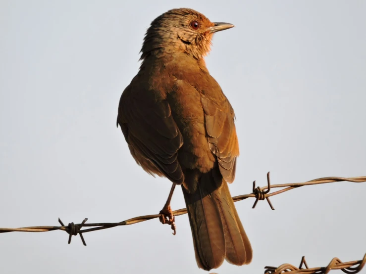 a brown and white bird on a barbed wire