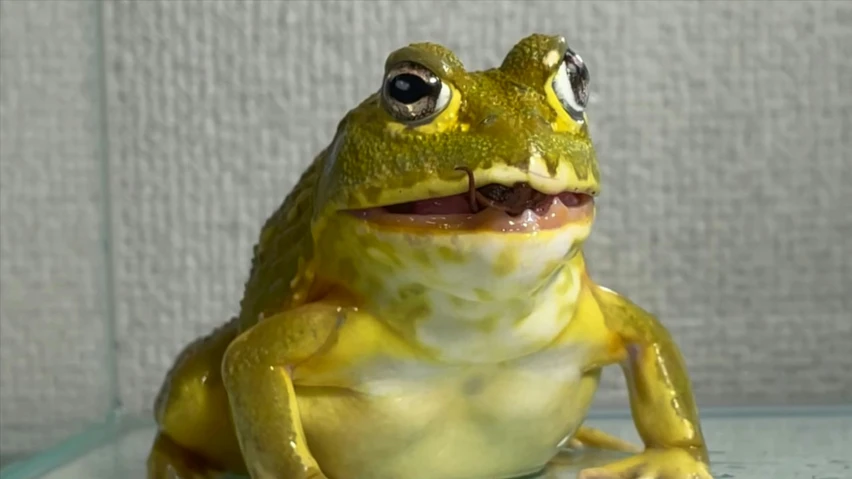 a small green frog with big eyes sitting
