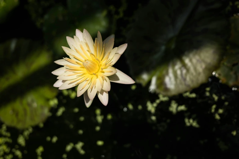 a bright yellow flower on top of leaves