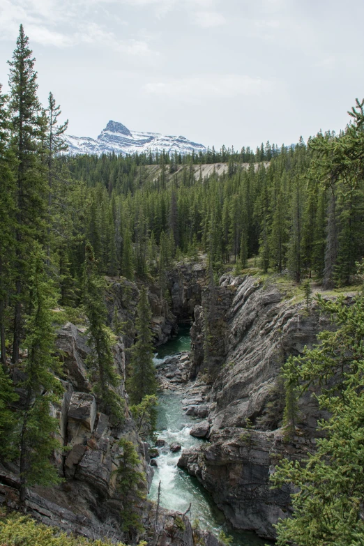 trees and rocks at a forest edge with a river coming out of the middle