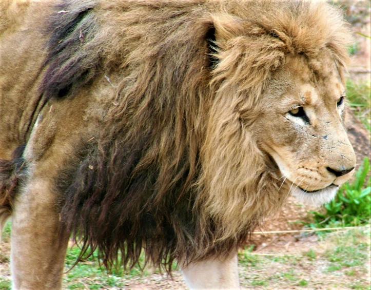 the large furry lion looks forward with intense eyes