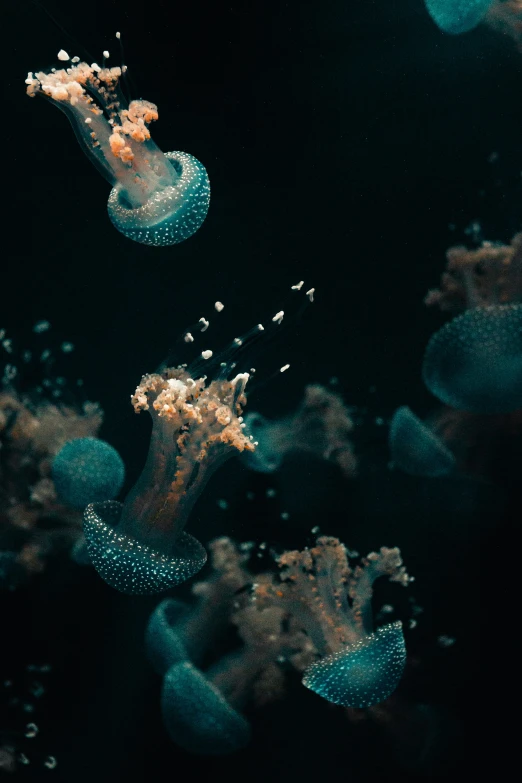 underwater po of jellyfish in the sea