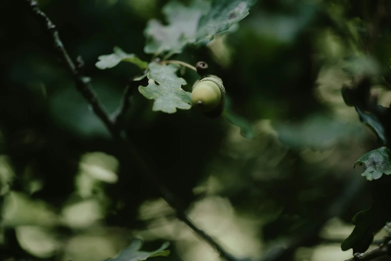 a nch with some green leaves and a white and yellow ball