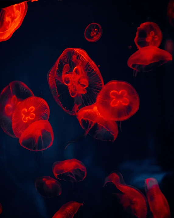 jellyfish swimming in an aquarium at night