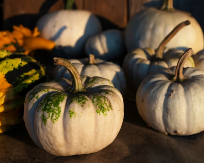 white pumpkins and autumn leaves sit on a counter