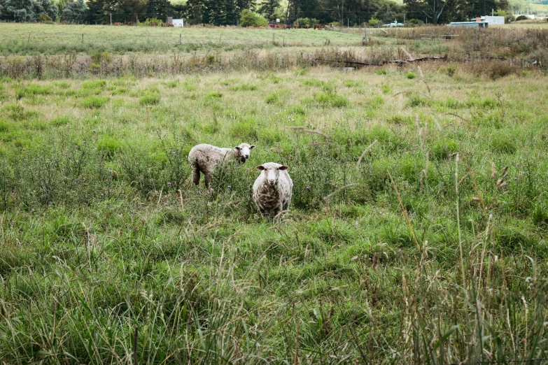 a pair of sheep stand in a large open field