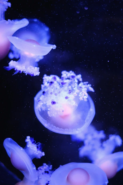 the jellyfish looks like it's floating in the water