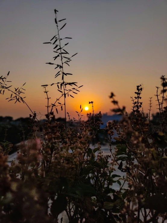 the sun setting over the trees and plants