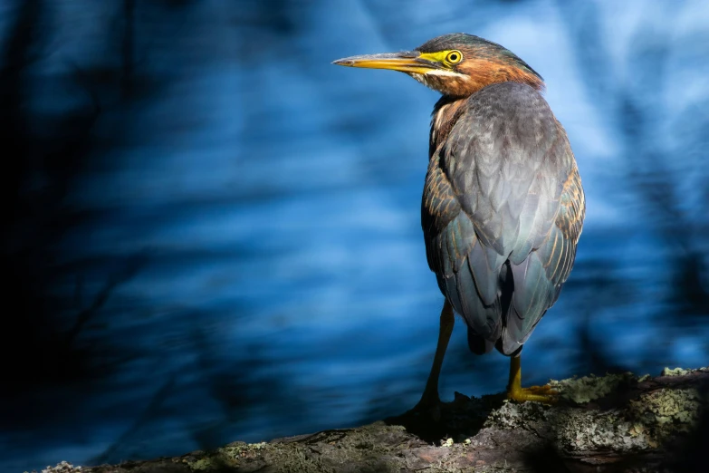 a bird standing on top of a tree stump